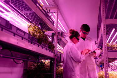 Two experts looking at crops at an indoor farm