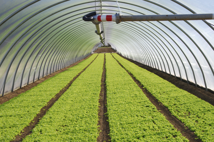 Industrial greenhouse